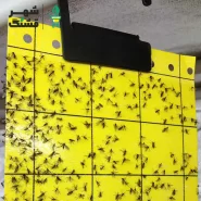 کارت زرد جذب کننده حشرات